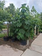 meerstammige paulownia Anna paulownaboom, Tuin en Terras, Planten | Bomen, Ophalen