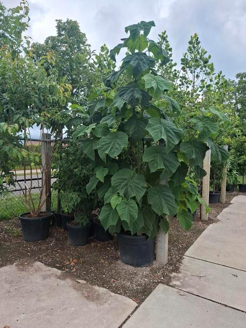 meerstammige paulownia Anna paulownaboom, Tuin en Terras, Planten | Bomen, Ophalen