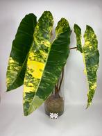 Philodendron Billietiae Variegata Gewortelde Kopstek XXXL, Ophalen of Verzenden, Overige soorten, Minder dan 100 cm