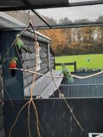 Australische koningsparkiet, Dieren en Toebehoren, Meerdere dieren, Parkiet