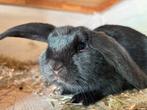 Minilop 50% ram en voedster, Dieren en Toebehoren, Konijnen, Mannelijk, Dwerg