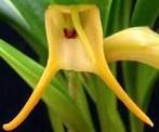 Masdevallia chasei kamerplant orchidee, Overige soorten, Minder dan 100 cm, Ophalen of Verzenden, Volledige schaduw