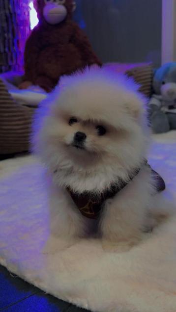 Pomeriaan raszuiver bear face pup van 6 mnd teefje beschikbaar voor biedingen