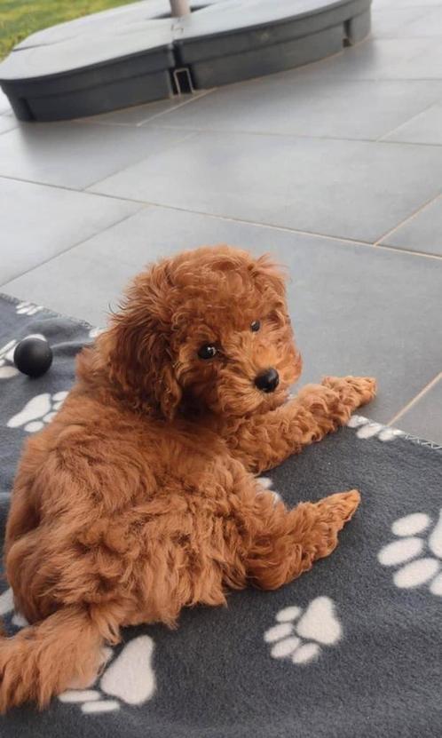 Klein Teefje / Toy Poedel / Toy Poodle, Dieren en Toebehoren, Honden | Chihuahua's en Gezelschapshonden, Teef, Poedel, Particulier