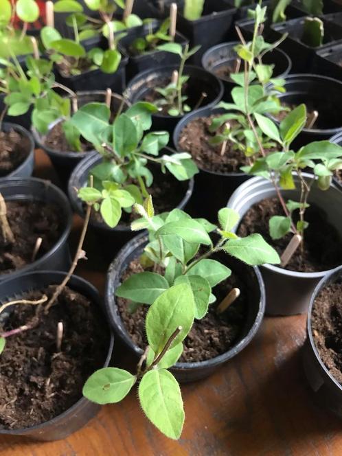 Kamperfoelie stekjes te koop, Tuin en Terras, Planten | Tuinplanten, Volle zon, Zomer, Ophalen of Verzenden