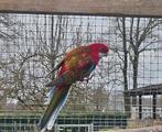 Rosella man, Dieren en Toebehoren, Vogels | Parkieten en Papegaaien, Mannelijk, Parkiet
