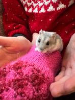 Dwerghamster zoekt maatje, Dieren en Toebehoren, Knaagdieren, Hamster, Mannelijk, Juli, Tam