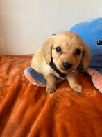 LangharigeTeckel pups met stamboom, België, Particulier, 8 tot 15 weken, Dwerg