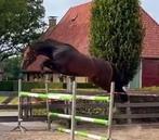 3 jarige hengst van Corlou PS, Dieren en Toebehoren, Paarden, Hengst, 0 tot 2 jaar