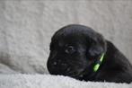2 labrador pups 1 reutje en 1 teefje, Dieren en Toebehoren, Honden | Retrievers, Spaniëls en Waterhonden, 8 tot 15 weken, Labrador retriever