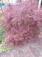 Japanse Esdoorn Treurboom, Tuin en Terras, Planten | Bomen, Bloeit niet, 100 tot 250 cm, Ophalen, In pot