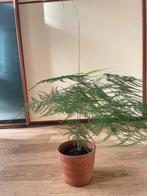 Asparagus Plumosus - Sierlijke varenplant, Huis en Inrichting, Kamerplanten, Ophalen, Overige soorten, Halfschaduw, In pot