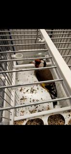 Parva putter man, Mannelijk, Wildzangvogel, Geringd