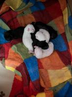 Witte rus x zwarte rus europese kittens , te reserveren ., Meerdere dieren