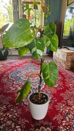 Philondendron white princess, Ophalen, Minder dan 100 cm