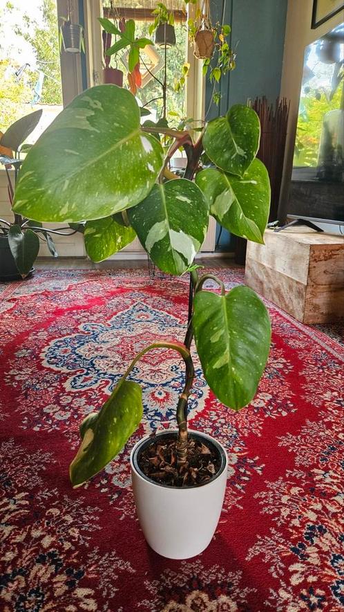Philondendron white princess, Tuin en Terras, Planten | Fruitbomen, Minder dan 100 cm, Ophalen