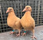 Kleurpostduiven, duiven, postduiven, Dieren en Toebehoren, Vogels | Duiven, Meerdere dieren, Postduif