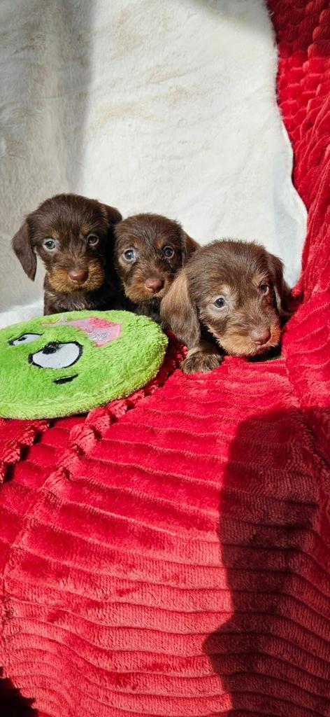 Dwerg teckel ruwhaar ( choco / tan )dwergteckel pups, Dieren en Toebehoren, Honden | Teckels en Dashonden, Fokker | Hobbymatig