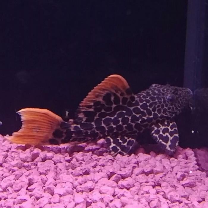 L-114 Pseudocanticus leopardus, Dieren en Toebehoren, Vis