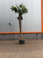 Trachycarpus fortunei palmbomen stam 270 cm, Volle zon, Ophalen of Verzenden, 100 tot 250 cm, Zomer