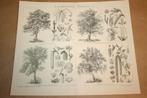 3 antieke prenten - Loofbomen - Ca 1885 !!, Ophalen of Verzenden, Voor 1940, Gebruikt, Overige onderwerpen