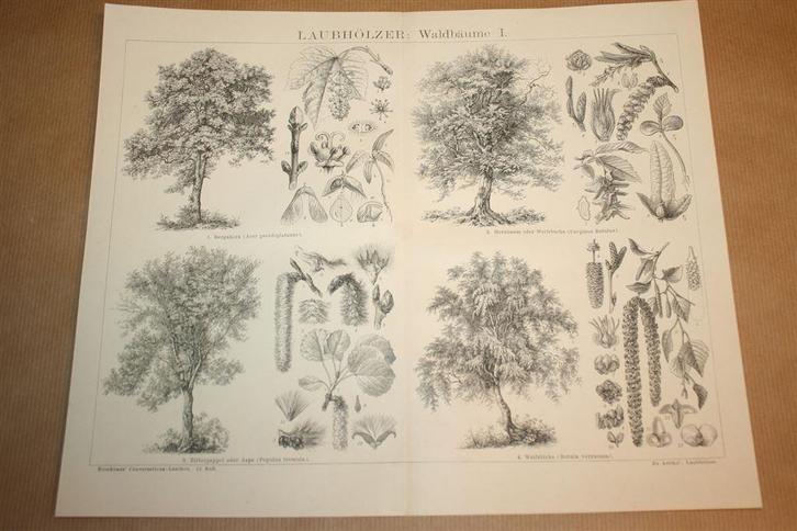 3 antieke prenten - Loofbomen - Ca 1885 !!, Verzamelen, Foto's en Prenten, Gebruikt, Overige onderwerpen, Voor 1940, Ophalen of Verzenden