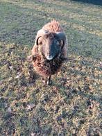 Ouassant ram 1jaar oud, Dieren en Toebehoren, Schapen, Geiten en Varkens