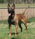 Staat ter dekking, Rabiës (hondsdolheid), Reu, 1 tot 2 jaar, Eén hond