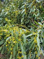 Verse Eucalyptus takken voor kerststukjes, Tuin en Terras, Volle zon, Bloeit niet, Minder dan 100 cm, Overige soorten