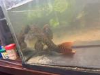 L114 / l600 tekoop of teruil, Dieren en Toebehoren, Vissen | Aquariumvissen, Vis