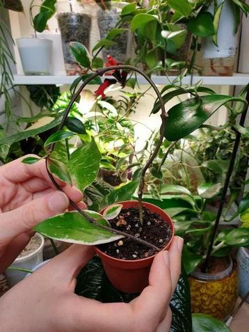 Hoya flamingo dream, kamerplantje beschikbaar voor biedingen