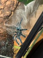 Caribena Versicolor vogelspin sling fh2 met 2 terrariums, Ophalen, Zo goed als nieuw, Terrarium of Paludarium