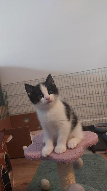 Ragcoon x kitten poesje beschikbaar voor biedingen