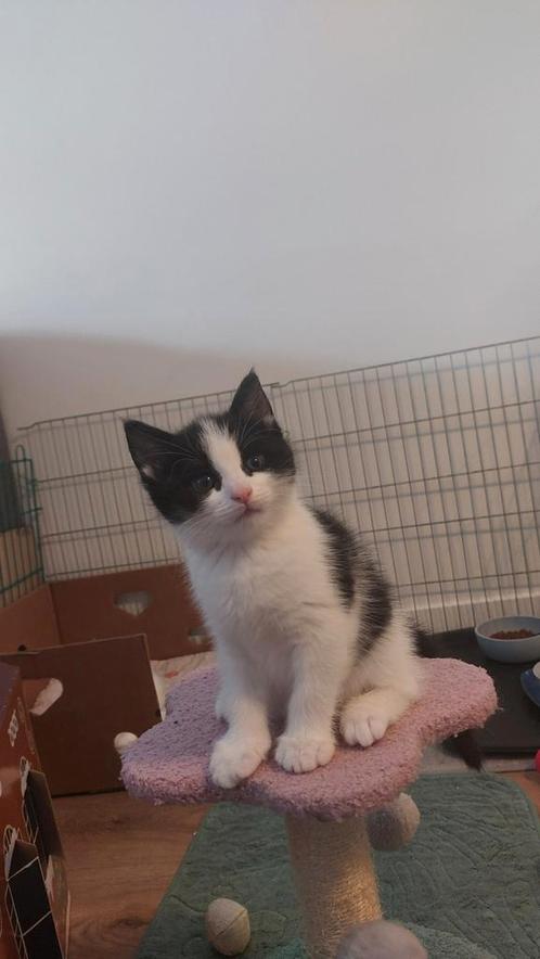Ragcoon x kitten poesje, Dieren en Toebehoren, Katten en Kittens | Raskatten | Langhaar, Kater, 0 tot 2 jaar, Ontwormd