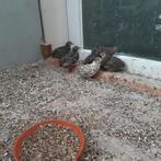 Chinese dwergkwartels, Dieren en Toebehoren, Vogels | Overige Vogels, Meerdere dieren
