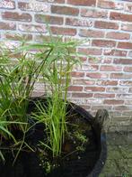 Papyrus, Huis en Inrichting, Kamerplanten, Overige soorten, Minder dan 100 cm, Halfschaduw, In pot