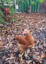 2x haan New Hampshire groot x legkip, Dieren en Toebehoren, Pluimvee, Mannelijk, Kip