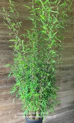 Fargesia nitida, nieuwe zwarte niet woekerende bamboe., Ophalen, Bamboe, Haag, 250 cm of meer