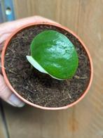 Monstera deliciosa variegata plant halfmoon albo white wit, Ophalen of Verzenden, Overige soorten, Minder dan 100 cm