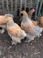 Brahma hennen, Dieren en Toebehoren, Pluimvee, Vrouwelijk, Kip