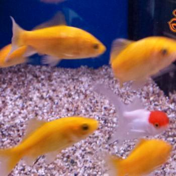 Carrasius auratus, Dieren en Toebehoren, Vissen | Aquariumvissen, Vis