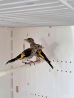 Parva putters 2025, Dieren en Toebehoren, Meerdere dieren, Wildzangvogel, Geringd