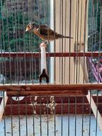 Parva putter x raza espagnola putterslag, Mannelijk, Wildzangvogel