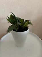 Sanseveria in witte pot, Huis en Inrichting, Ophalen, Overige soorten, In pot, Minder dan 100 cm