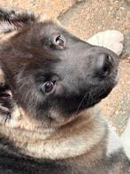 Amerikaanse Akita Inu pups  (nog 2 teefjes), Dieren en Toebehoren, België, Particulier, CDV (hondenziekte), 8 tot 15 weken
