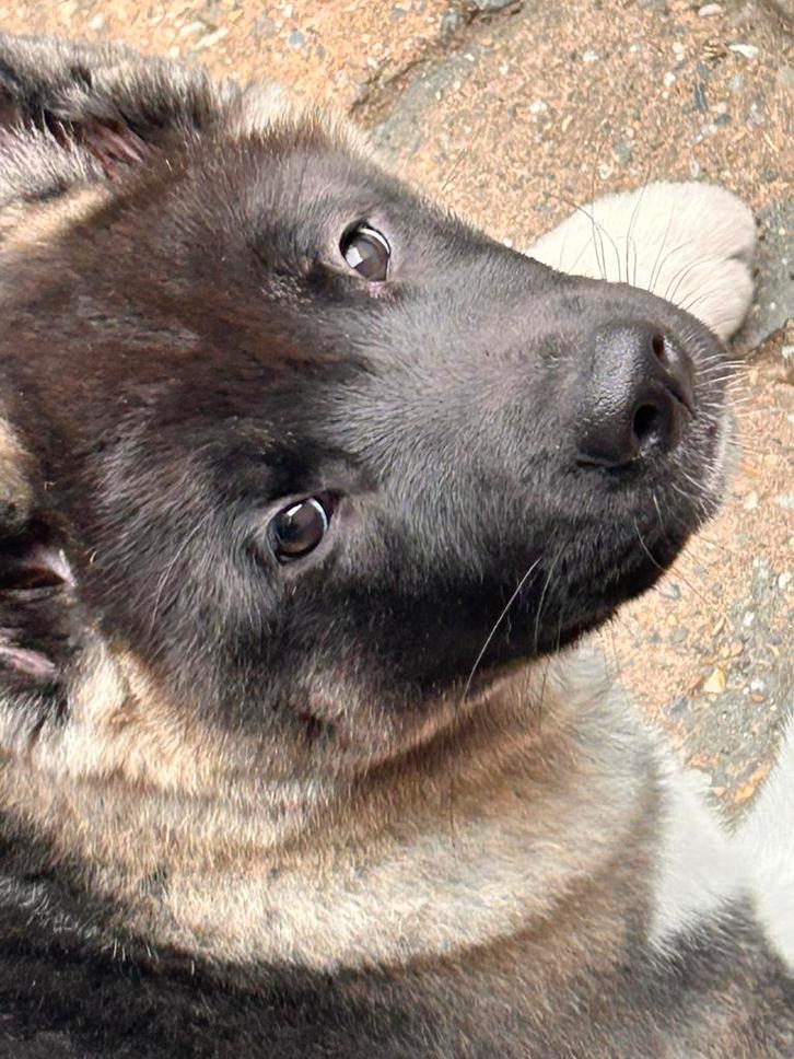 Amerikaanse Akita Inu pups  (nog 2 teefjes), Dieren en Toebehoren, Honden | Poolhonden, Keeshonden en Oertypen, Meerdere dieren