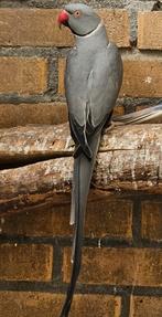 Kweekkoppel halsbandparkieten, Dieren en Toebehoren, Meerdere dieren, Parkiet