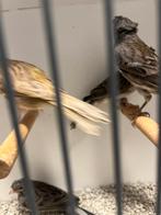 Kanarie kuif 2025, Dieren en Toebehoren, Vogels | Kanaries, Vrouwelijk, Zangkanarie