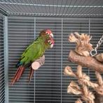 Koppel pyrrhura rhodocephala, Dieren en Toebehoren, Vogels | Parkieten en Papegaaien, Meerdere dieren, Parkiet, Geringd