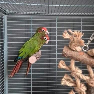 Koppel pyrrhura rhodocephala, Dieren en Toebehoren, Vogels | Parkieten en Papegaaien, Parkiet, Meerdere dieren, Geringd